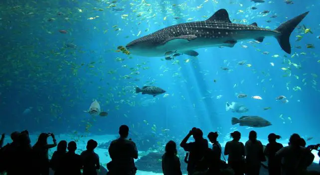 Top 10 Largest Aquariums In The World
