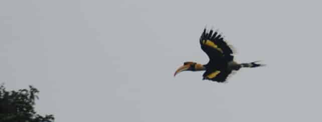 The Best Wildlife Experiences To Enjoy When Visiting Thailand The Best Wildlife Experiences To Enjoy When Visiting Thailand