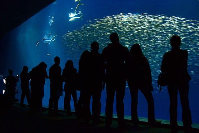 Top 10 Largest Aquariums In The World