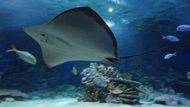 Top 10 Largest Aquariums In The World