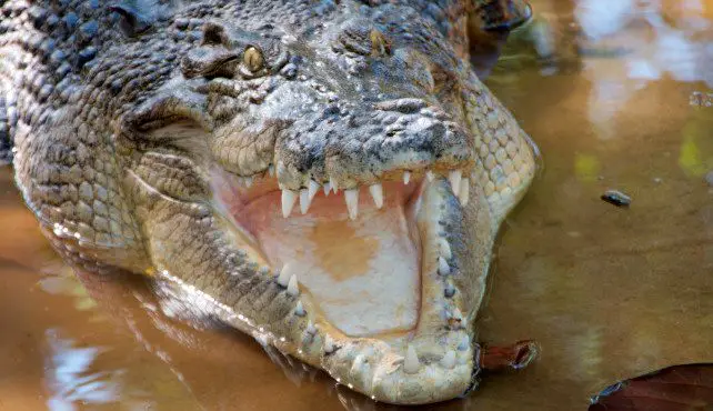 The Best Attractions In Queensland For The Kids The Best Attractions In Queensland For The Kids