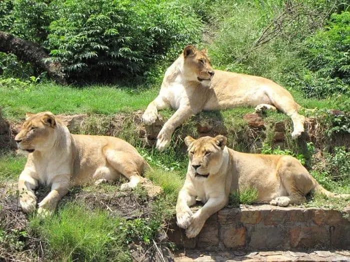 The Top 10 Largest Zoos Worldwide The Top 10 Largest Zoos Worldwide