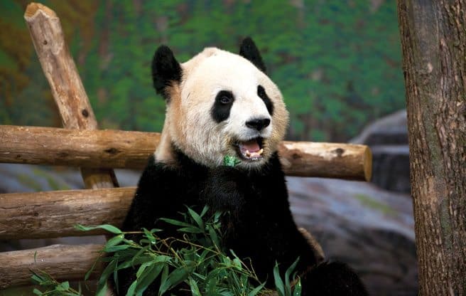 The Top 10 Largest Zoos Worldwide The Top 10 Largest Zoos Worldwide
