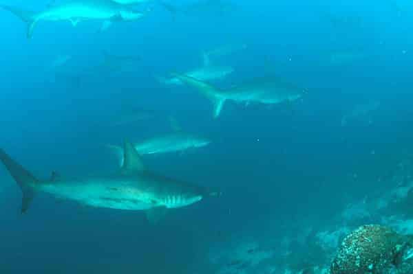 The World’s Top 10 Best Dive Sites The World’s Top 10 Best Dive Sites